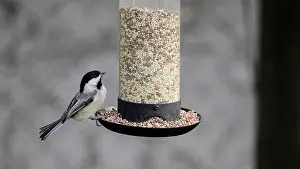 Connecticut Prints: Titmouse perches at a seed feeder, enjoying a meal