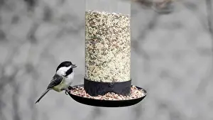Connecticut Prints: Titmouse perches at a seed feeder, enjoying a meal