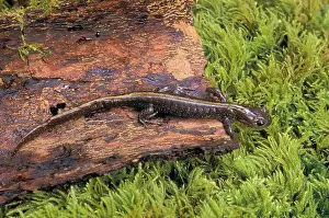 Salamander Prints: tk0539, Thomas Kitchin; Western Long-toed Salamander, British Columbia to Oregon