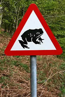 Blackbird Prints: Toad Crossing Sign Taken In Cumbria, UK