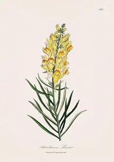 Ferns Prints: Toadflax. Botanical Illustration: Antique Medical Botanical Artwork from a 19th-century Botany Book Plate