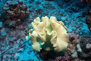 Underwater Photograph Prints: Toadstool leather coral in Red Sea near Marsa Alam, Egypt