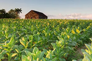 Plentiful Prints: Tobacco farm for Cuban cigars in Vinales, Cuba, West Indies, Caribbean, Central America