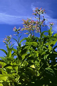 Medicinal Plant Prints: Tobacco nicotiana tabacum medicinal plant Tabak