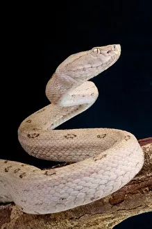 Pitviper Prints: Tokara habu / Protobothrops tokarensis