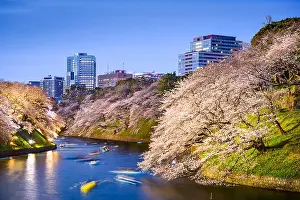 Kanto Prints: Tokyo, Japan at Chidorigafuchi Imperial Palace moat during the spring season