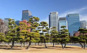 Tree Prints: Tokyo, Japan's Marunouchi Business District viewed from the grounds of Tokyo Imperial Palace