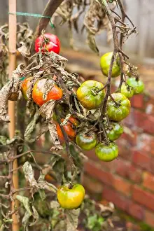 Problems Prints: Tomato problems. Close-up of tomato blight
