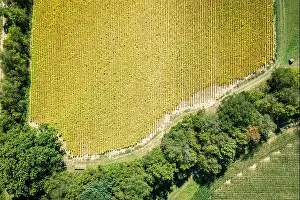 Top Down Prints: Top-down aerial view of tobacco field in Central Kentucky
