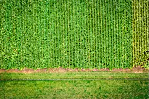 Top Down Prints: Top-down view of tobacco farm in Central Kentucky