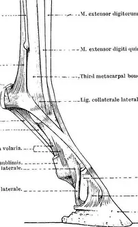Bookdecade1920 Prints: The topographical anatomy of the limbs of the horse