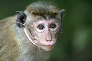 Macaque Prints: Toque Monkey ( Macaque Monkey ) at Vatadage in Polonnaruwa, Sri Lanka