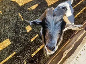 Toronto, Canada – September 1, 2024: Three goats relax on a cozy straw bed inside a wooden barn at Downey's Farm