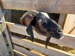 Family Farm Prints: Toronto, Canada – September 1, 2024: Three goats relax on a cozy straw bed inside a wooden barn at Downey's Farm