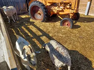 Family Farm Prints: Toronto, Canada – September 1, 2024: Three goats relax on a cozy straw bed inside a wooden barn at Downey's Farm