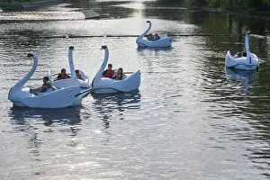 Swans Prints: Toronto, ON, Canada - June 4, 2024: People enjoying a swan boat ride in an Amusement park at Centre Island