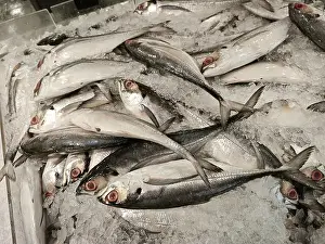 Trout Prints: Torpedo Scad fishes on frozen ice cube