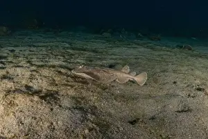 Summer Island Prints: Torpedo sinuspersici On the seabed in the Red Sea, Israel