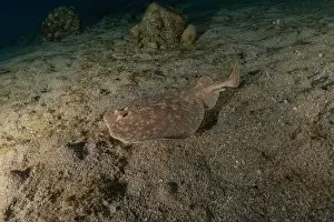 Summer Island Prints: Torpedo sinuspersici On the seabed in the Red Sea, Israel