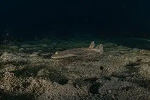 Summer Island Prints: Torpedo sinuspersici On the seabed in the Red Sea, Israel