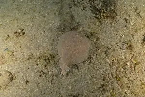 Summer Island Prints: Torpedo sinuspersici On the seabed in the Red Sea, Israel