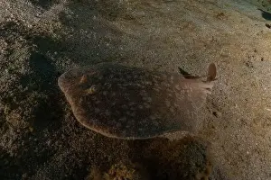 Summer Island Prints: Torpedo sinuspersici On the seabed in the Red Sea, Israel