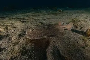 Summer Island Prints: Torpedo sinuspersici On the seabed in the Red Sea, Israel