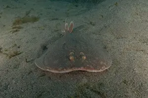 Summer Island Prints: Torpedo sinuspersici On the seabed in the Red Sea, Israel