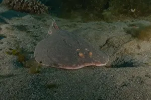 Summer Island Prints: Torpedo sinuspersici On the seabed in the Red Sea, Israel