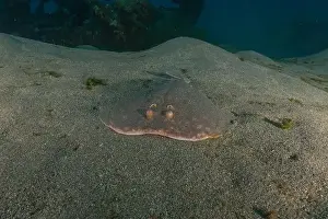 Summer Island Prints: Torpedo sinuspersici On the seabed in the Red Sea, Israel