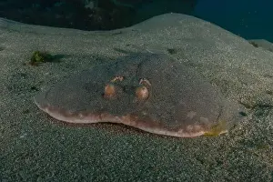 Summer Island Prints: Torpedo sinuspersici On the seabed in the Red Sea, Israel