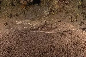 Summer Island Prints: Torpedo sinuspersici On the seabed in the Red Sea, Israel