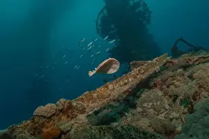 Summer Island Prints: Torpedo sinuspersici On the seabed in the Red Sea, Israel