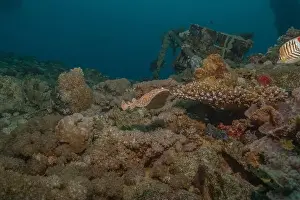 Summer Island Prints: Torpedo sinuspersici On the seabed in the Red Sea, Israel