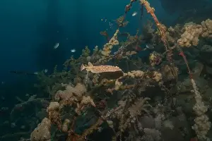 Summer Island Prints: Torpedo sinuspersici On the seabed in the Red Sea, Israel