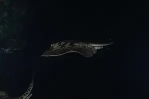 Summer Island Prints: Torpedo sinuspersici On the seabed at the Tubbataha Reefs National Park Philippines