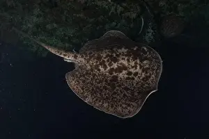 Summer Island Prints: Torpedo sinuspersici On the seabed at the Tubbataha Reefs National Park Philippines