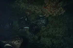 Summer Island Prints: Torpedo sinuspersici On the seabed at the Tubbataha Reefs National Park Philippines