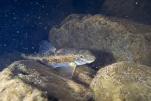 Catostomidae Prints: Torrent sucker on a rocky riverbed