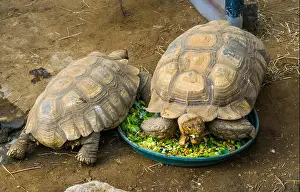 Herbivorous Prints: tortoise sitting in the feeding bowl, eating vegetables, land turtle feeding and pet care