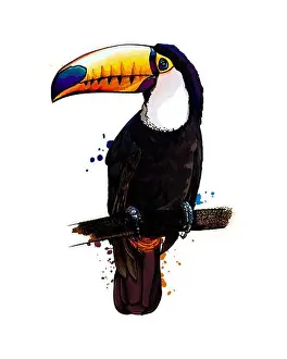 Toucan Prints: Toucan, tropical bird from a splash of watercolor