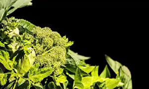 Erythema Prints: do not touch the big hogweed, it causes painful burns on the skin