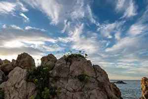 Sky Clouds Prints: Tough seaside plants growing and thriving on the cracks of beach rocks