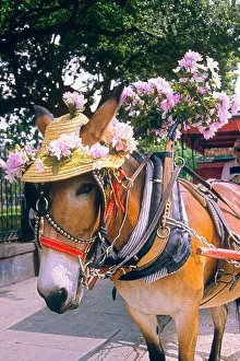 TOURIST CARRIAGE MULE WEARING STRAW HAT DECORATED WITH FLOWERS NEW ORLEANS LA USA