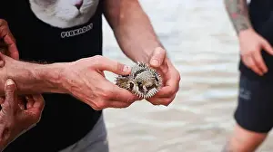Socotra Prints: Tourists enjoy a close encounter with a spiny marine creature in Socotra
