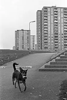 Litter Prints: Tower Blocks, stray dog, Ballymun, April 1986, Dublin, Republic of Ireland