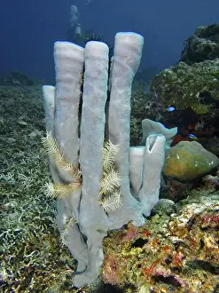 Spongia Prints: Towering pale purple big tube sponge (Haliclona (Reniera) fascigera) in the underwater landscape