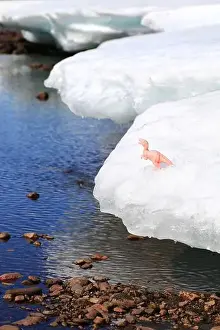 Tyrannosaurus Prints: Toy dinosaur standing on melting ice at riverside in northern Sweden