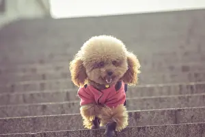 Small Animal Prints: Toy Poodle playing in a park in city of China