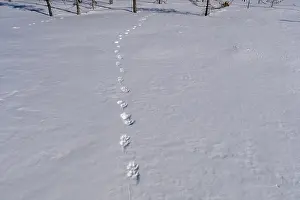 Trace Prints: Trace of a Lynx (lynx lynx) in the snow, picture from the Northern Sweden